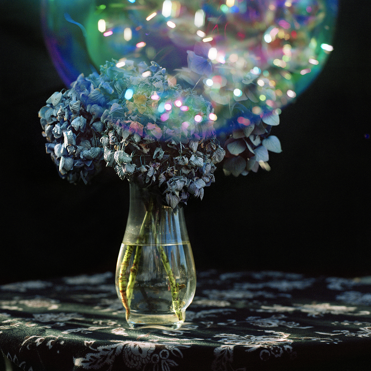 Hanami - Contempler les fleurs