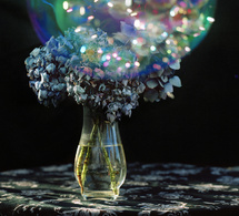 Hanami - Contempler les fleurs