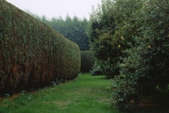Haie: détail