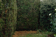 Haie: détail