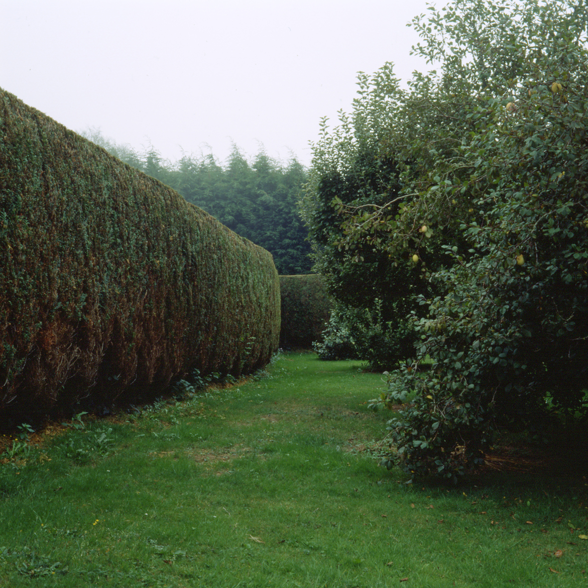 Haie: détail